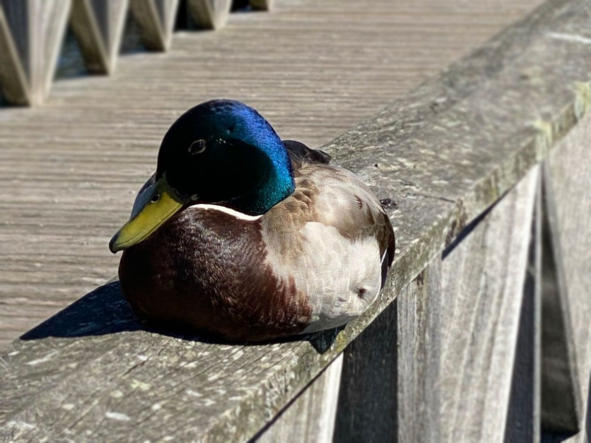 Peaceful duck at Cardiff Bay nature reserve.